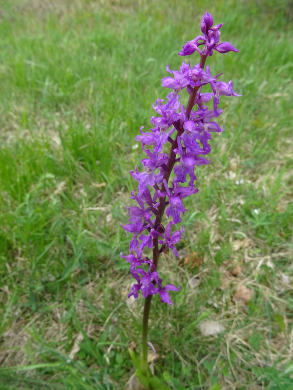 Orchis mascula subsp. speciosa